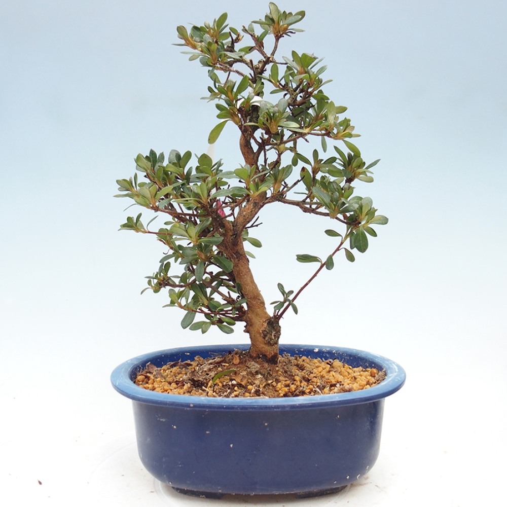 Bonsai da esterno - Azalea giapponese - Azalea Kobai