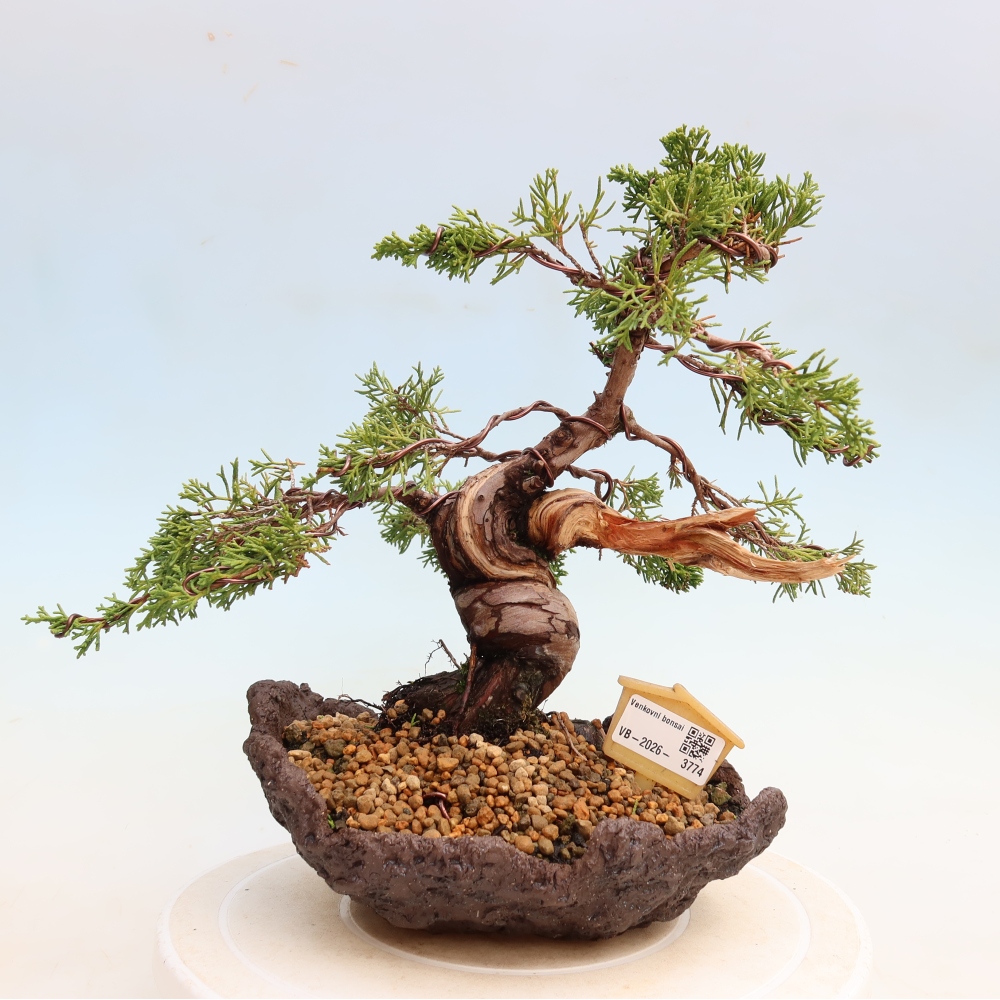 Bonsai da esterno - Juniperus chinensis Itoigawa-Juniperus chinensis