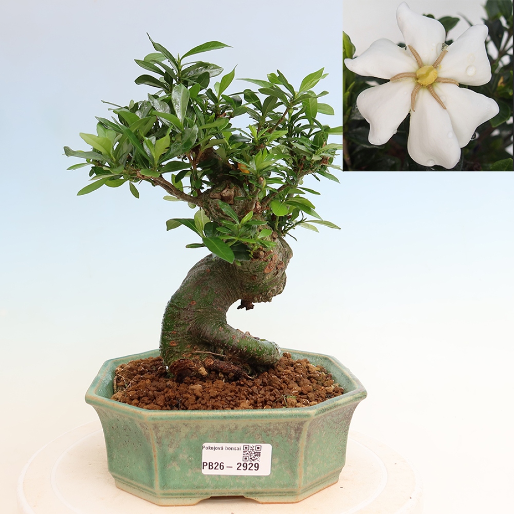 Camera bonsai - Gardenia jasminoides-Gardenia