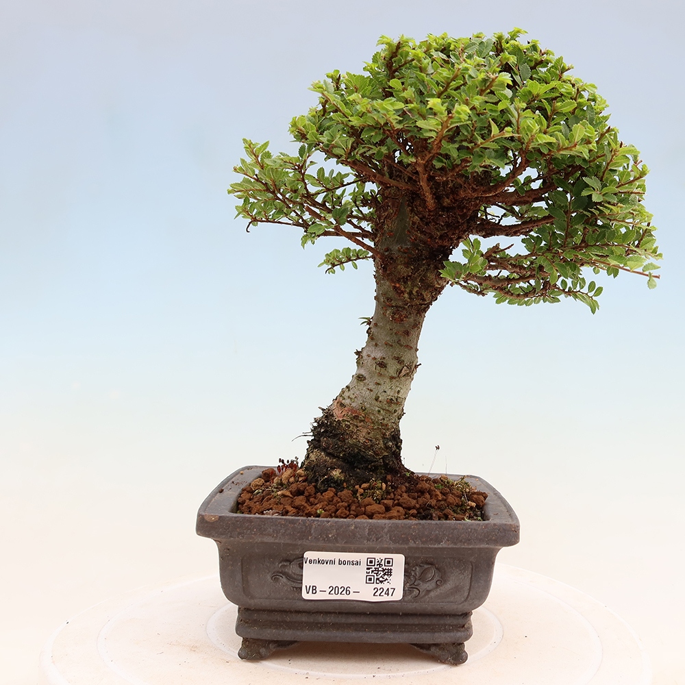 Bonsai da esterno - Ulmus parvifolia Sagei - Olmo a foglie piccole