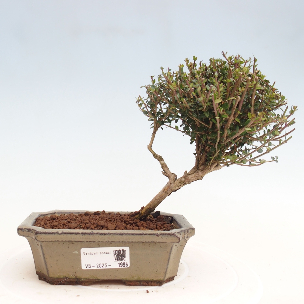 Bonsai da esterno-Lonicera nitida Twiggy -Caprifoglio
