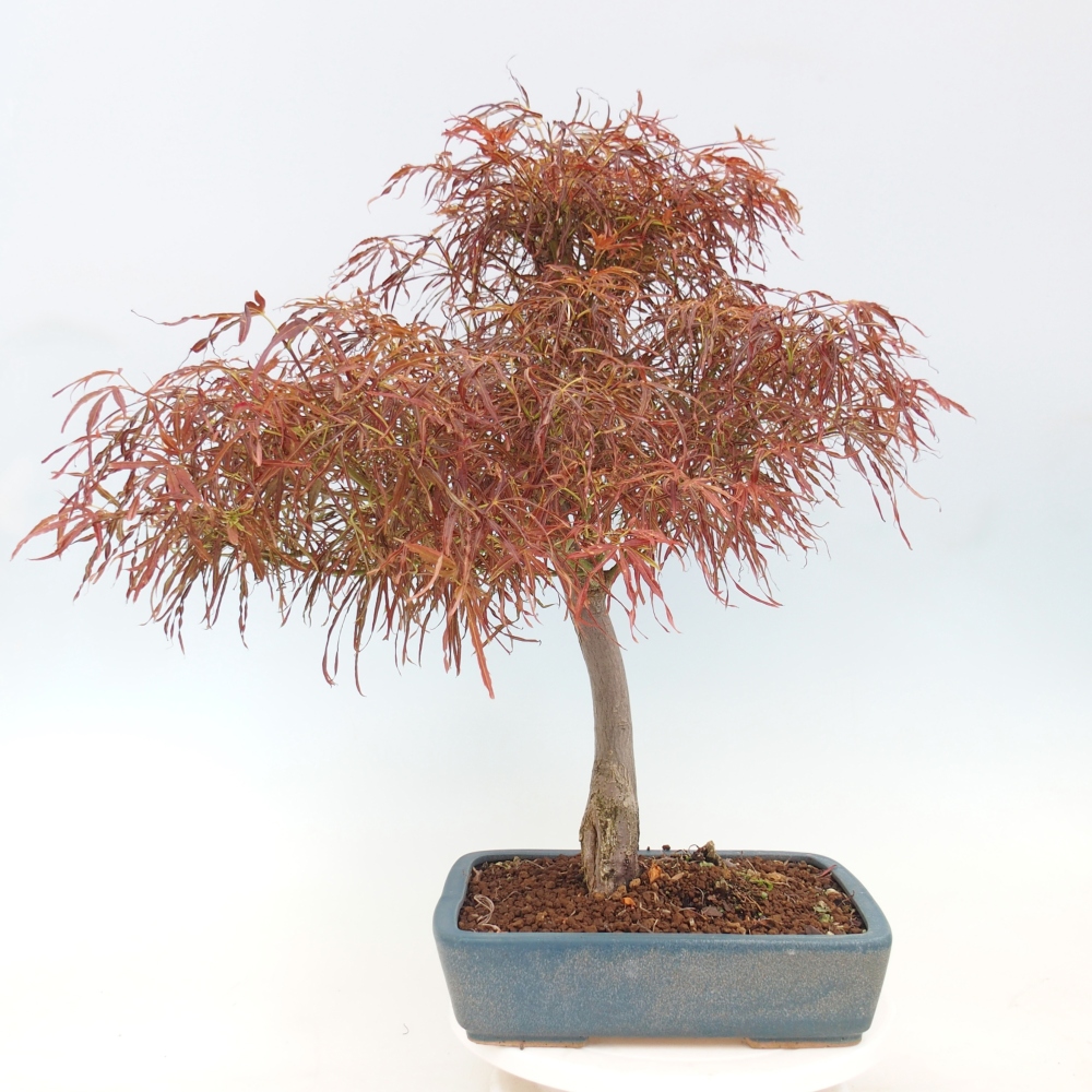 Bonsai da esterno - Acer palmatum RED PYGMY