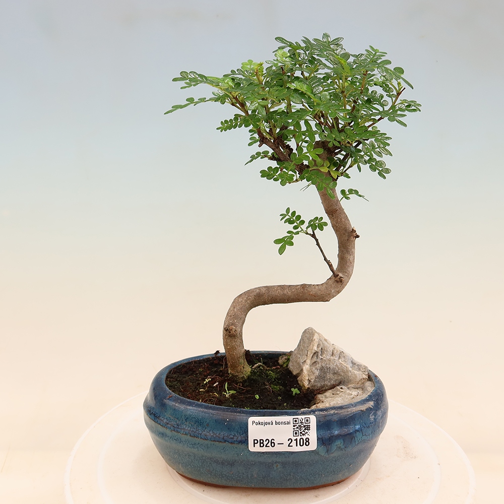 Camera bonsai - Zantoxylum piperitum - albero del pepe