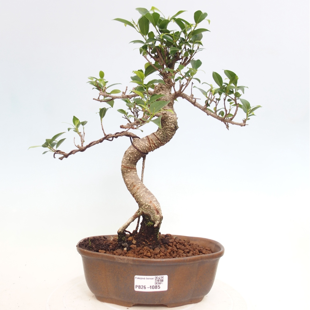 Camera bonsai - Ficus retusa - ficus a foglie piccole