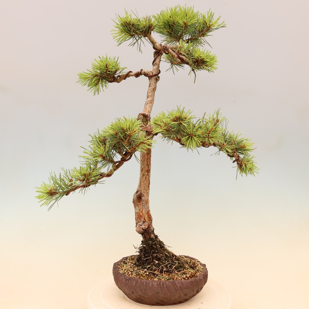 Bonsai da esterno - Pinus Sylvestris Watererri - Pino silvestre