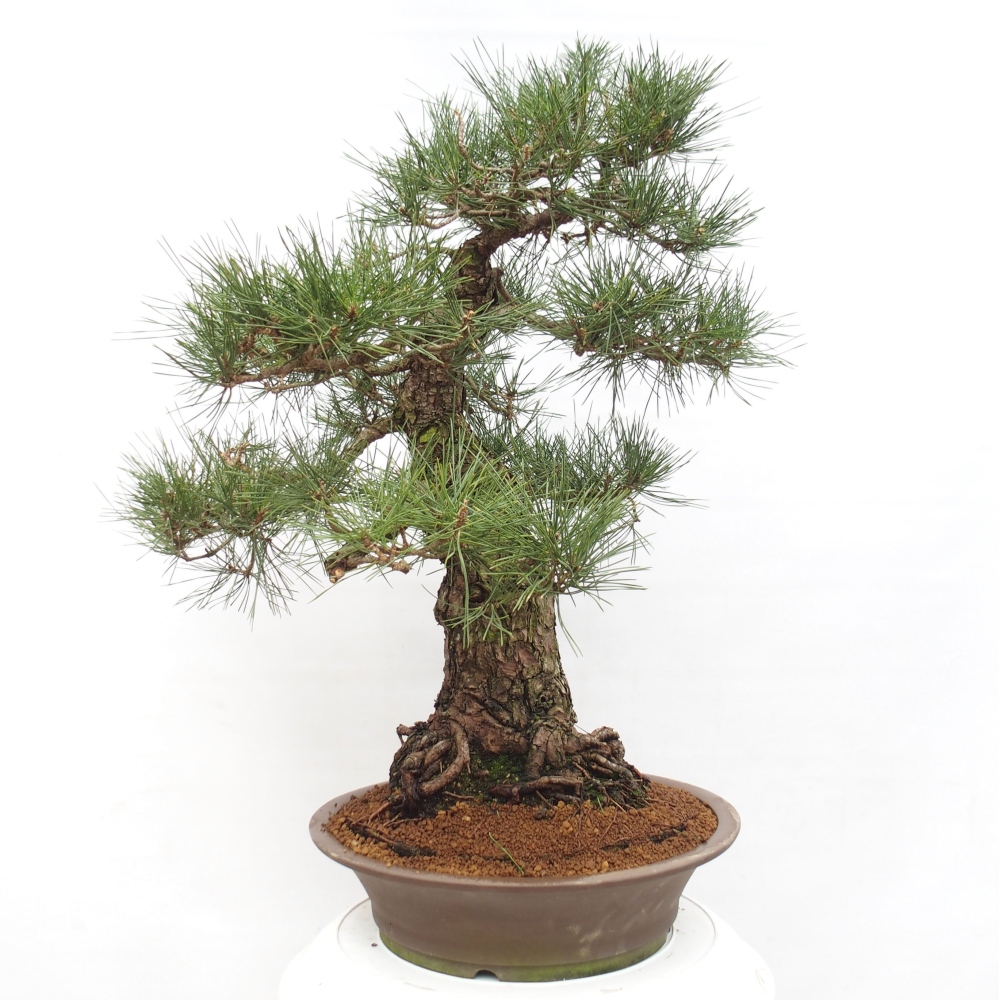 Bonsai da esterno - Pinus thunbergii - Pino di Thunberg