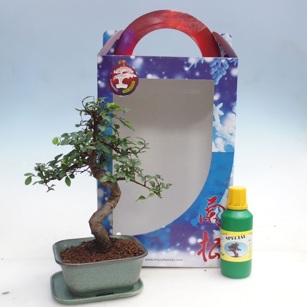 Ulmus parvifolia - olmo cinese