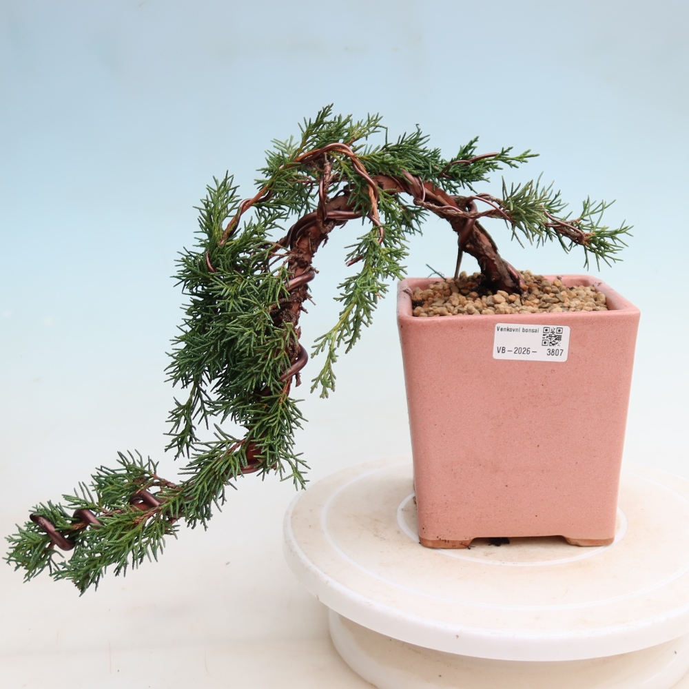 Bonsai da esterno - Juniperus chinensis Kishu