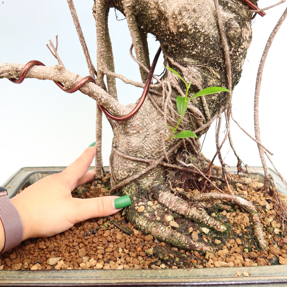 Camera bonsai - Ficus kimmen - ficus a foglie piccole