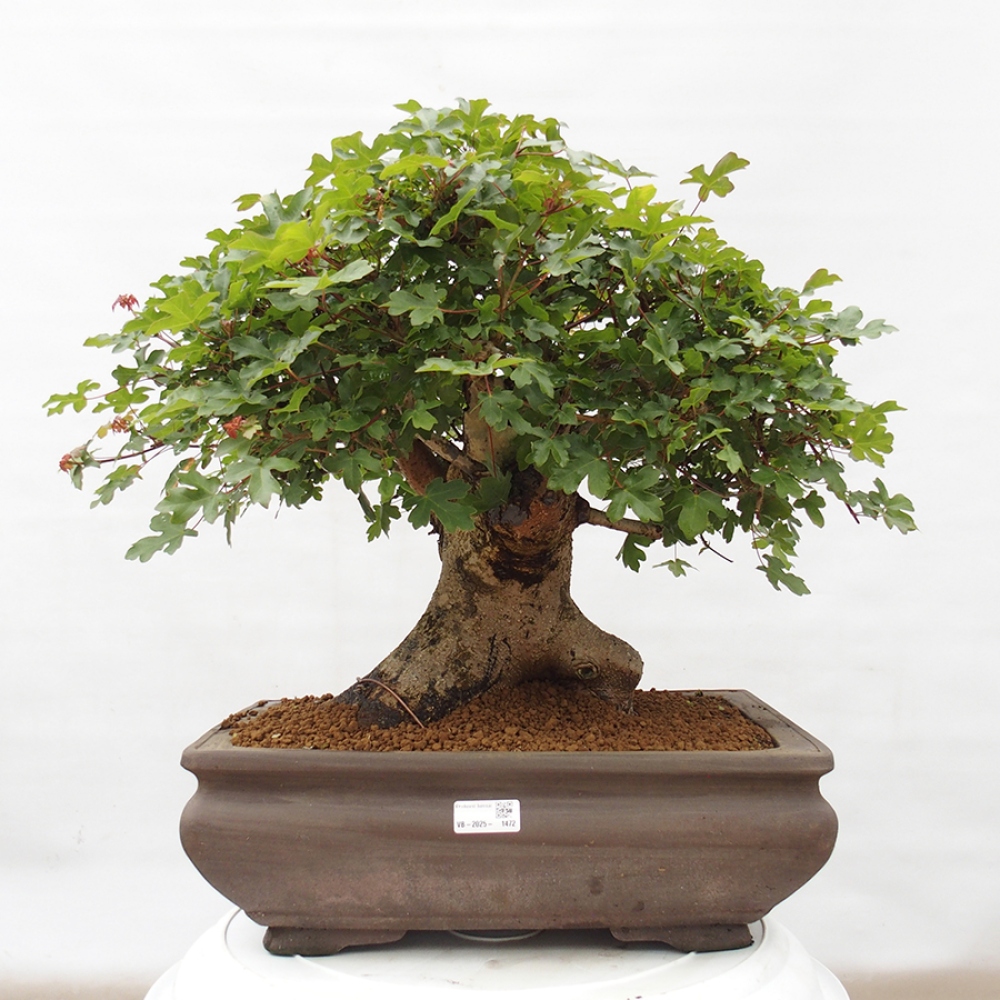 Bonsai da esterno - Acero francese - Acer Nonspessulanum