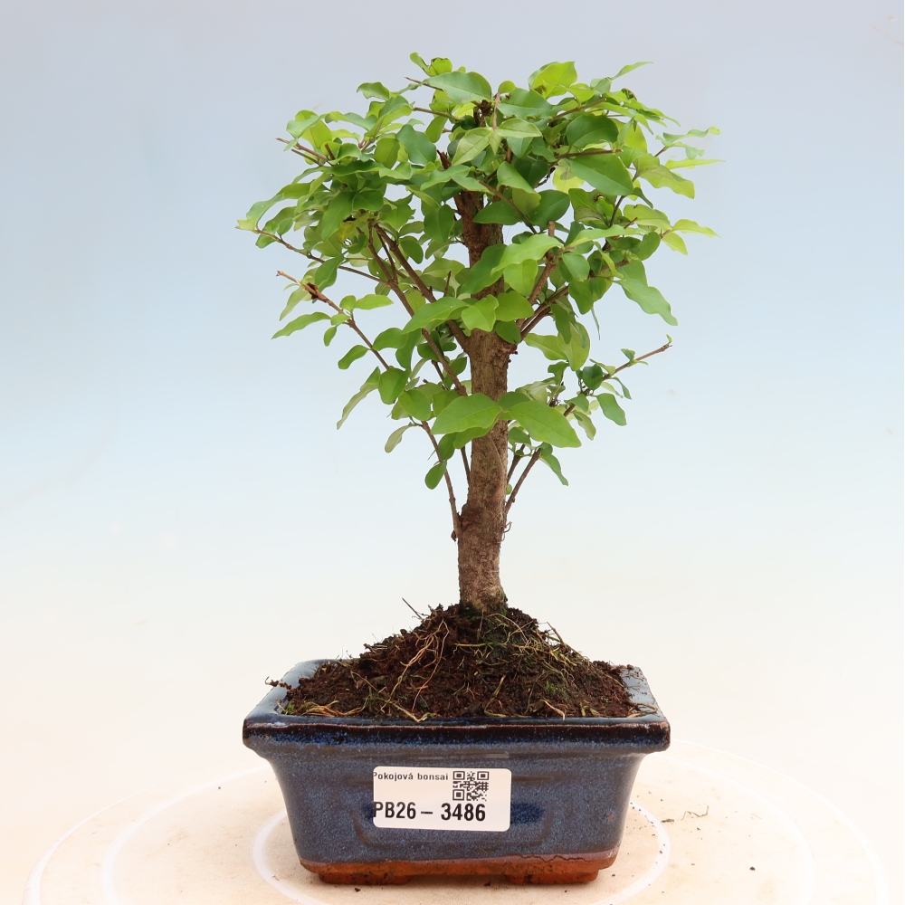 Camera bonsai -Ligustrum chinensis - Becco d'uccello
