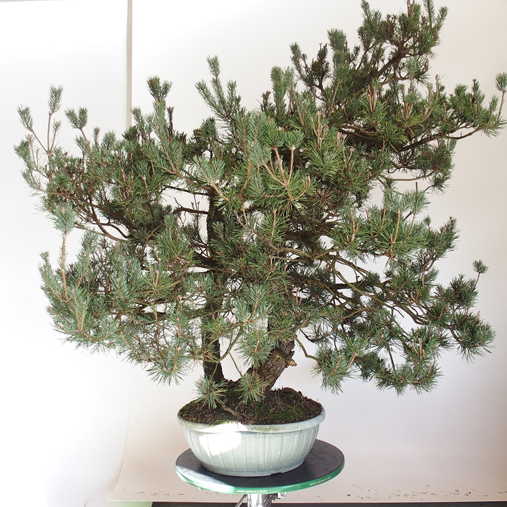 Yamadori - Pinus sylvestris Spagna