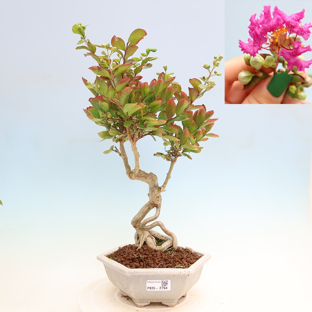 Bonsai da interno - Lagerstroemia indica - lillà indiano