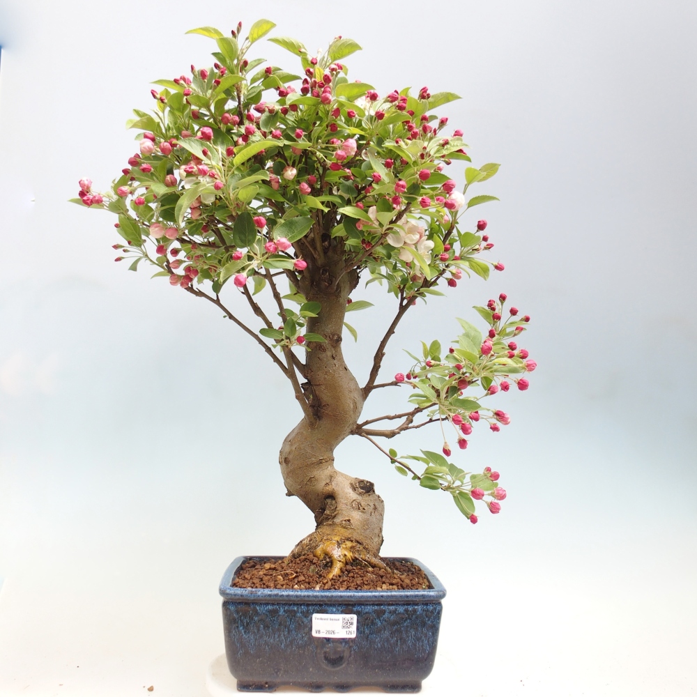 Bonsai da esterno -Malus halliana - Melo a frutto piccolo