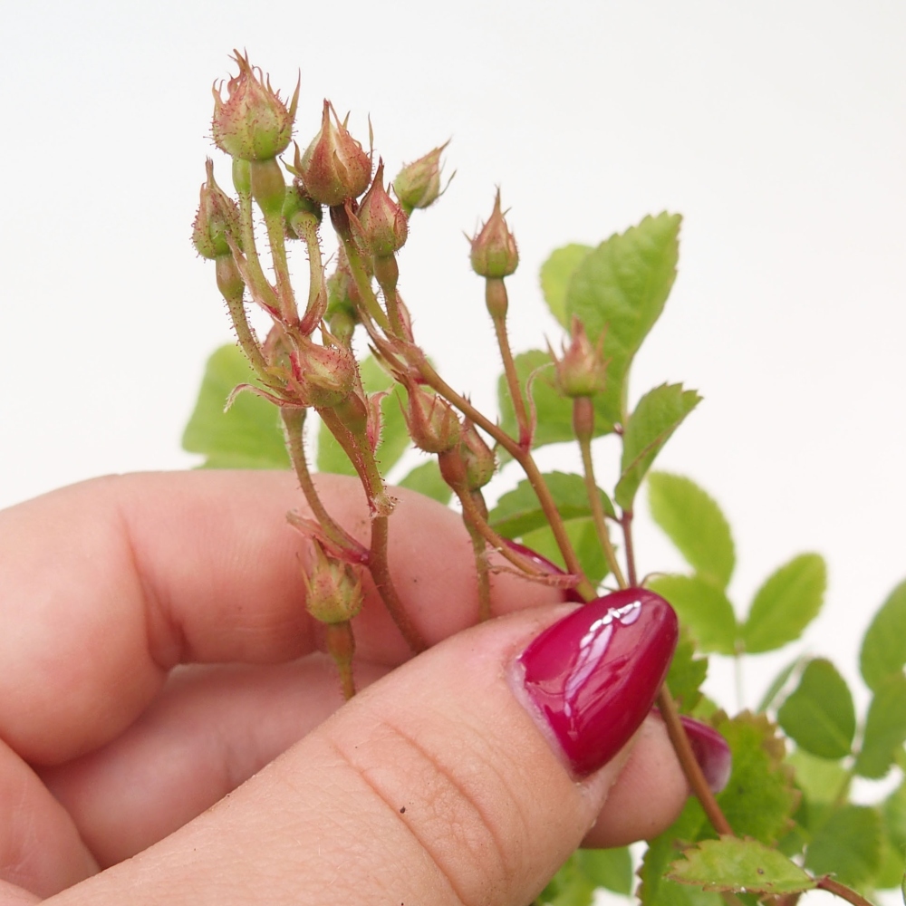Bonsai da esterno - Rosa sp. - rosa a fiore piccolo