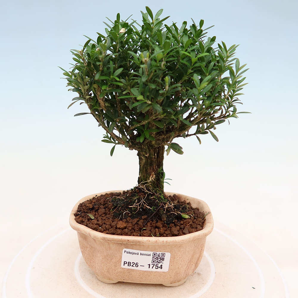 Camera bonsai - Buxus harlandii - buxus da sughero