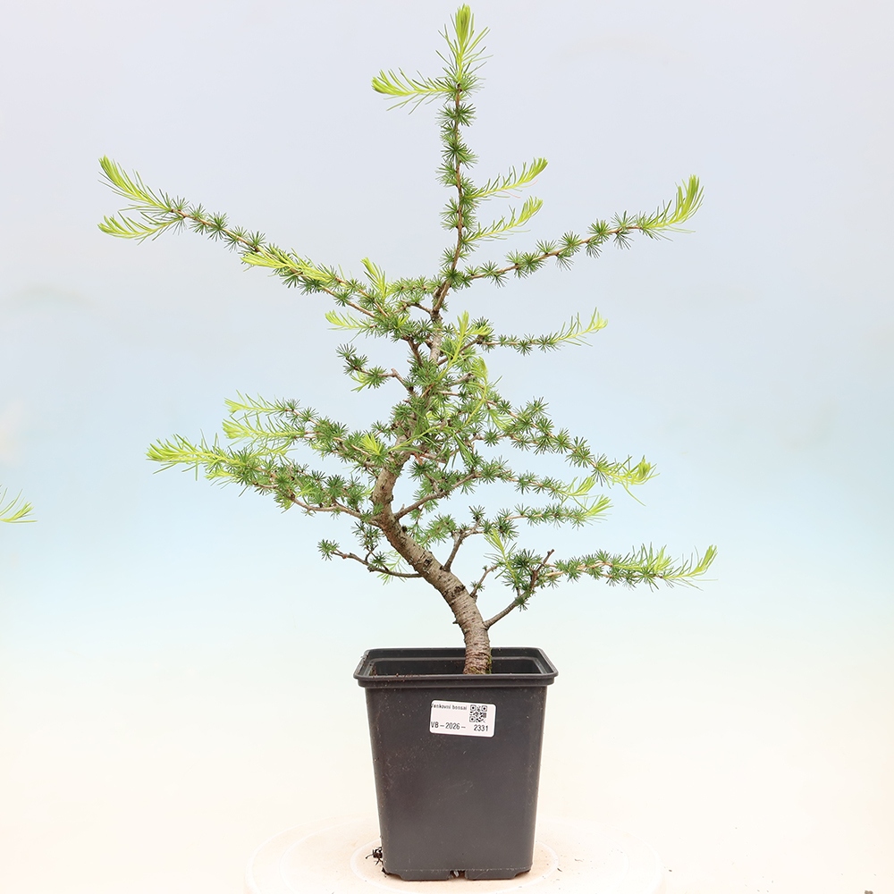 Bonsai da esterno -Larix decidua - Larice