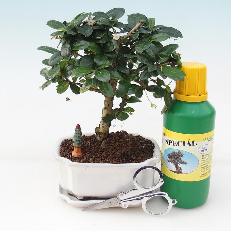 Set regalo bonsai - Tè- fuki - Carmona microphylla