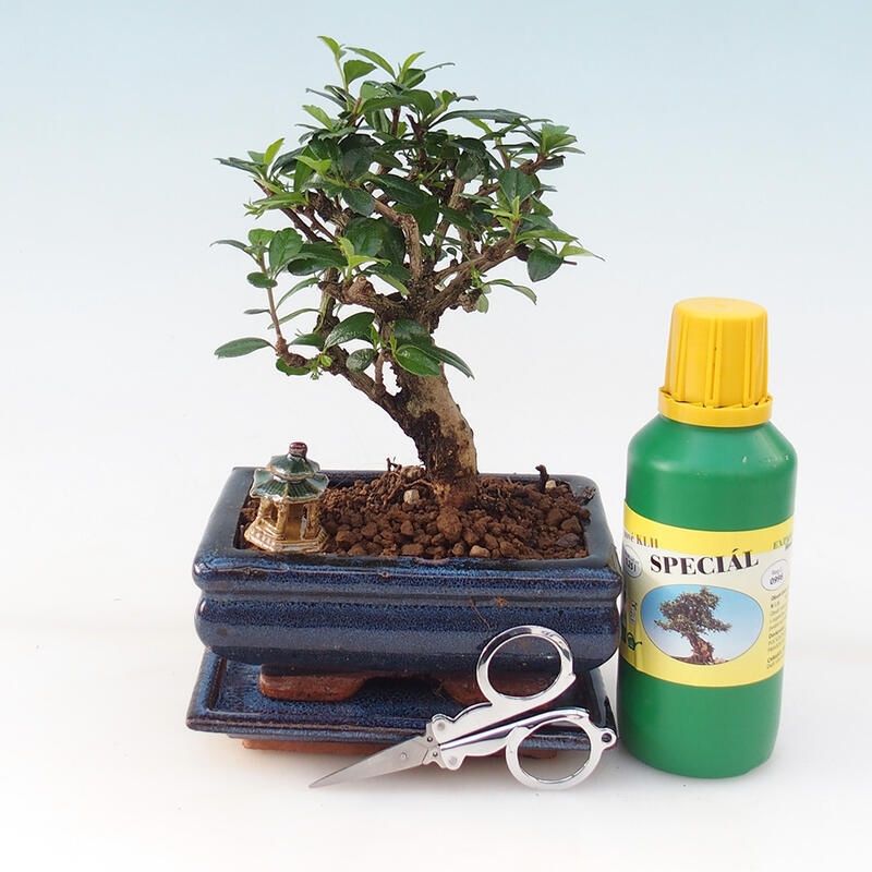 Set regalo bonsai - Tè- fuki - Carmona microphylla