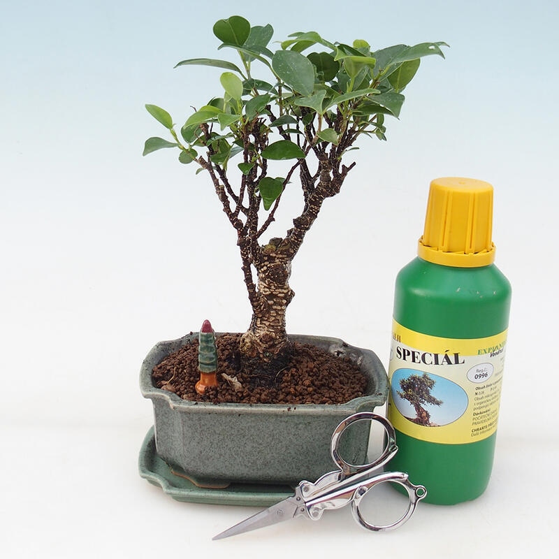 Set regalo bonsai - Ficus retusa