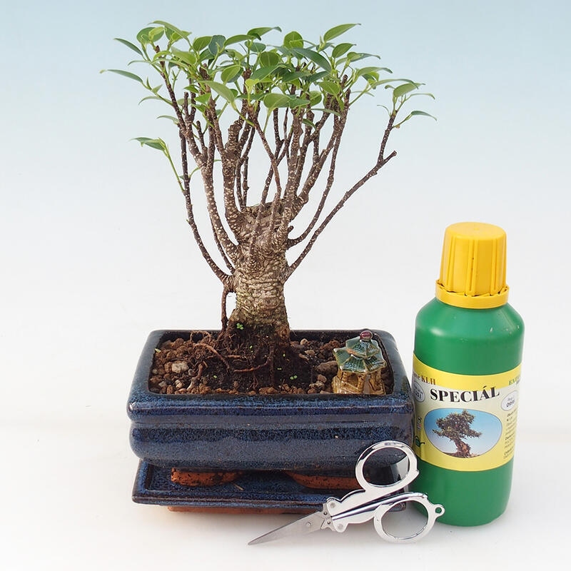 Set regalo bonsai - Ficus retusa