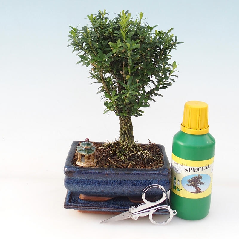 Set regalo per bonsai - Buxus da sughero - Buxus harlandii