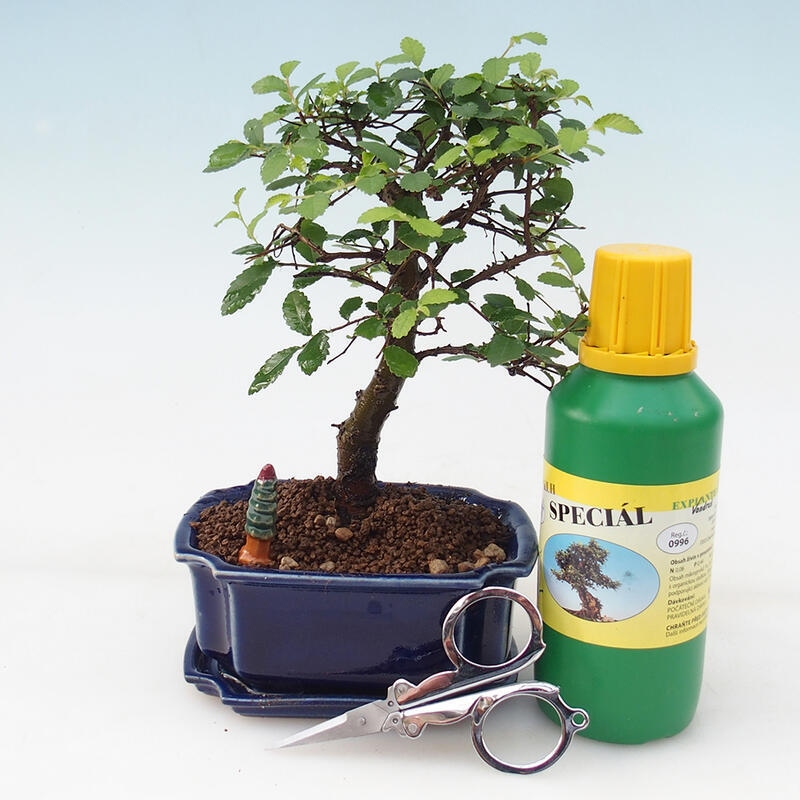 Set regalo bonsai - Olmo da camera - Ulmus parvifolia