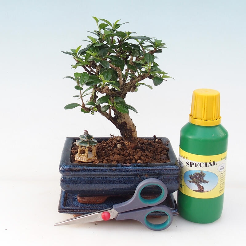 Set regalo bonsai per ragazzi - Tea- fuki - Carmona microphylla