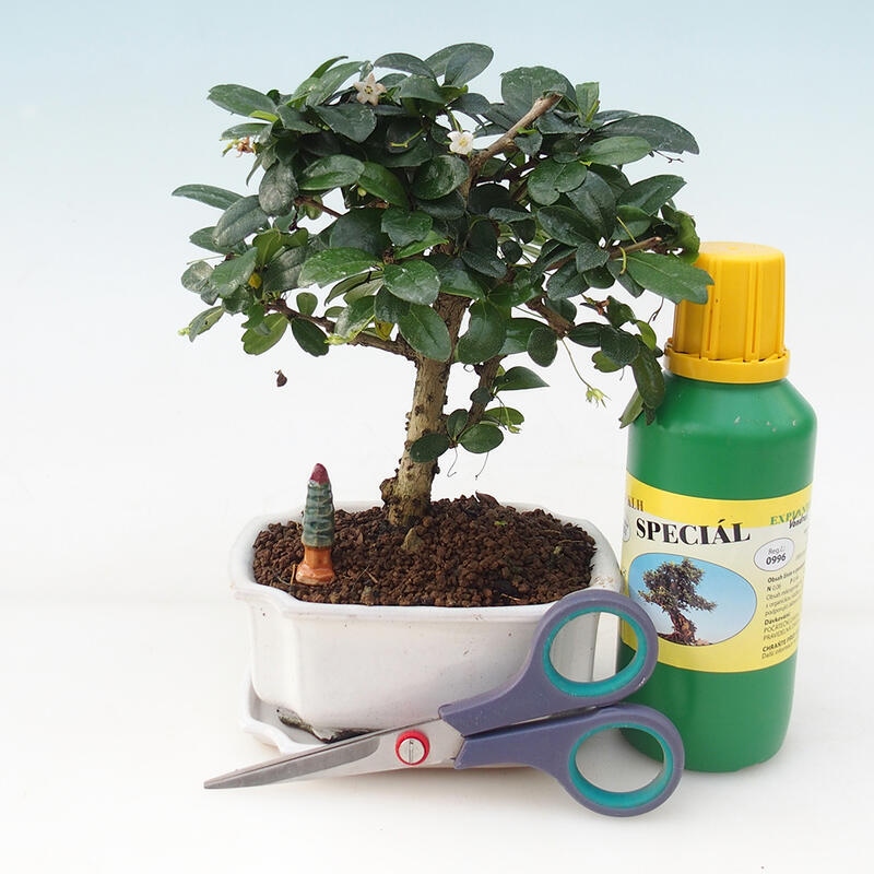 Set regalo bonsai per ragazzi - Tea- fuki - Carmona microphylla