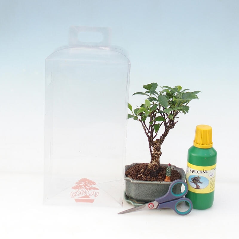 Set regalo bonsai per ragazzi - Ficus retusa