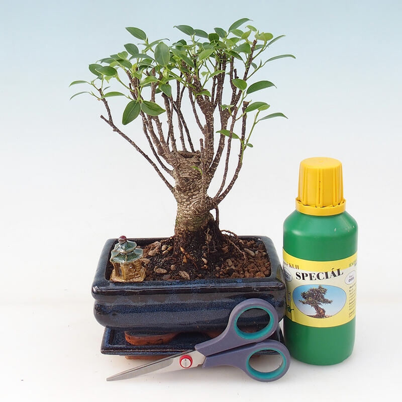 Set regalo bonsai per ragazzi - Ficus retusa