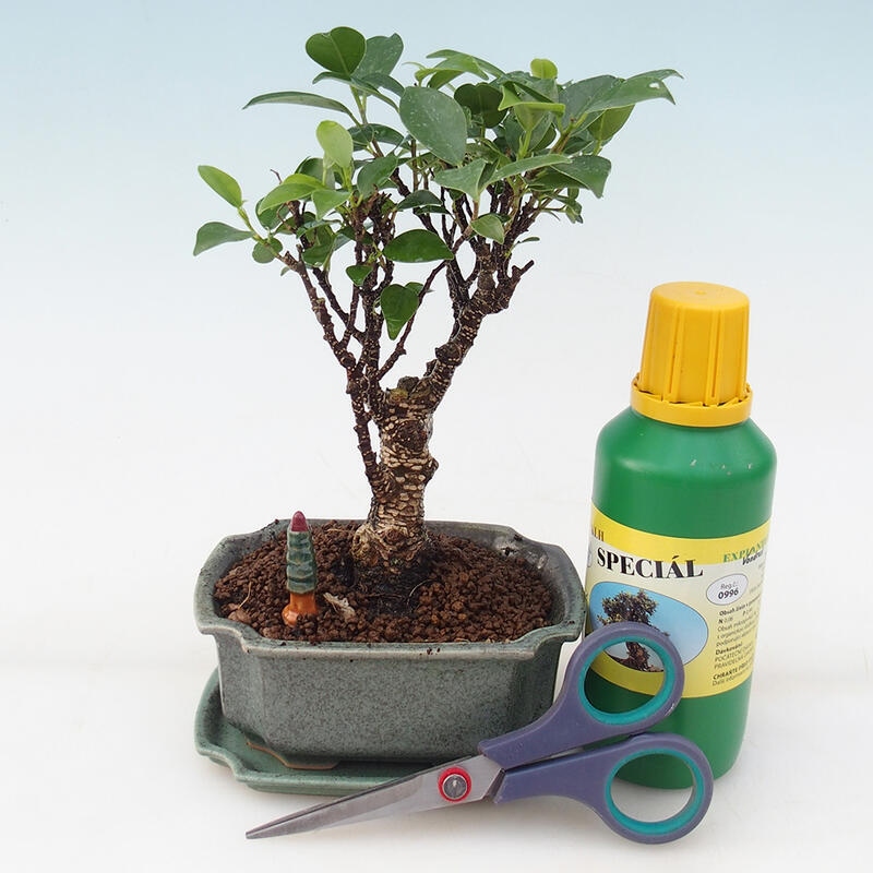 Set regalo bonsai per ragazzi - Ficus retusa