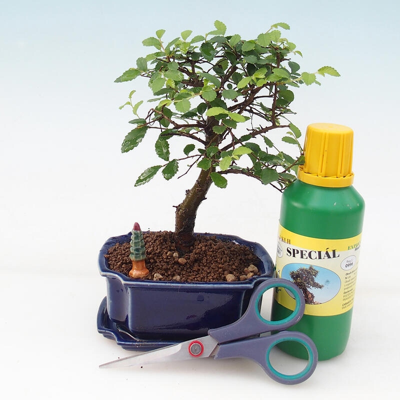 Set regalo bonsai per ragazzi - Olmo da camera - Ulmus parvifolia
