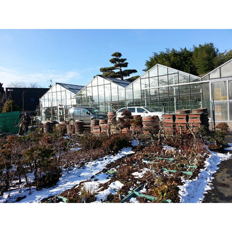 Ciotola bonsai 49 x 39 x 9,5 cm, marrone