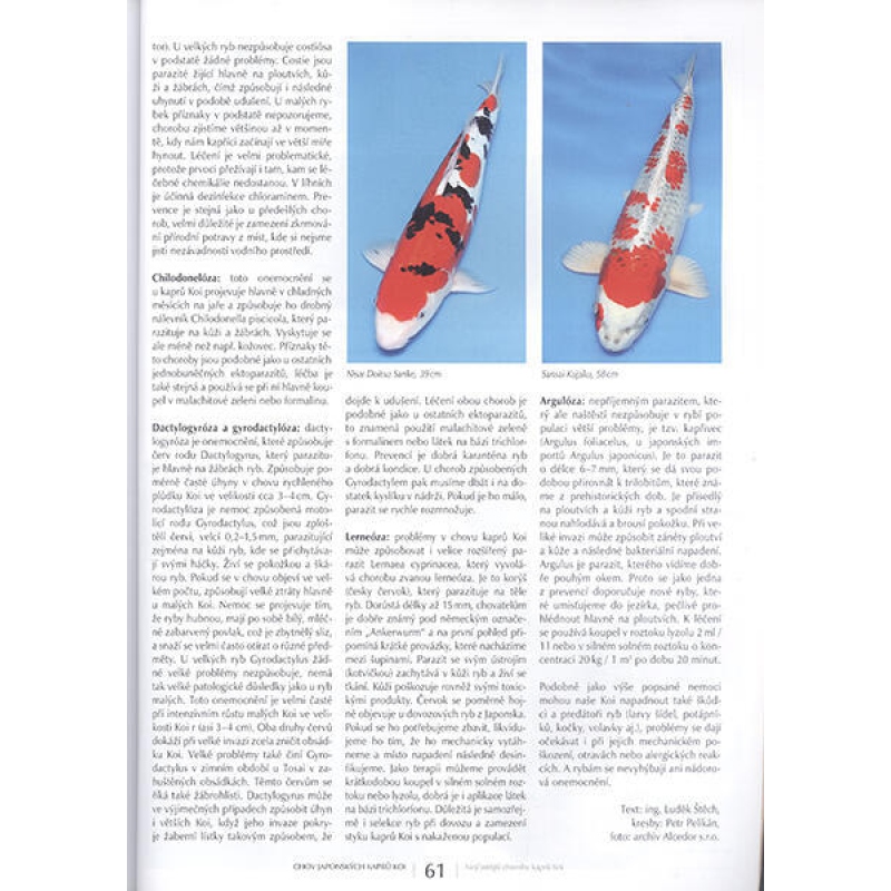 Bonsai e giardini giapponesi n. 63