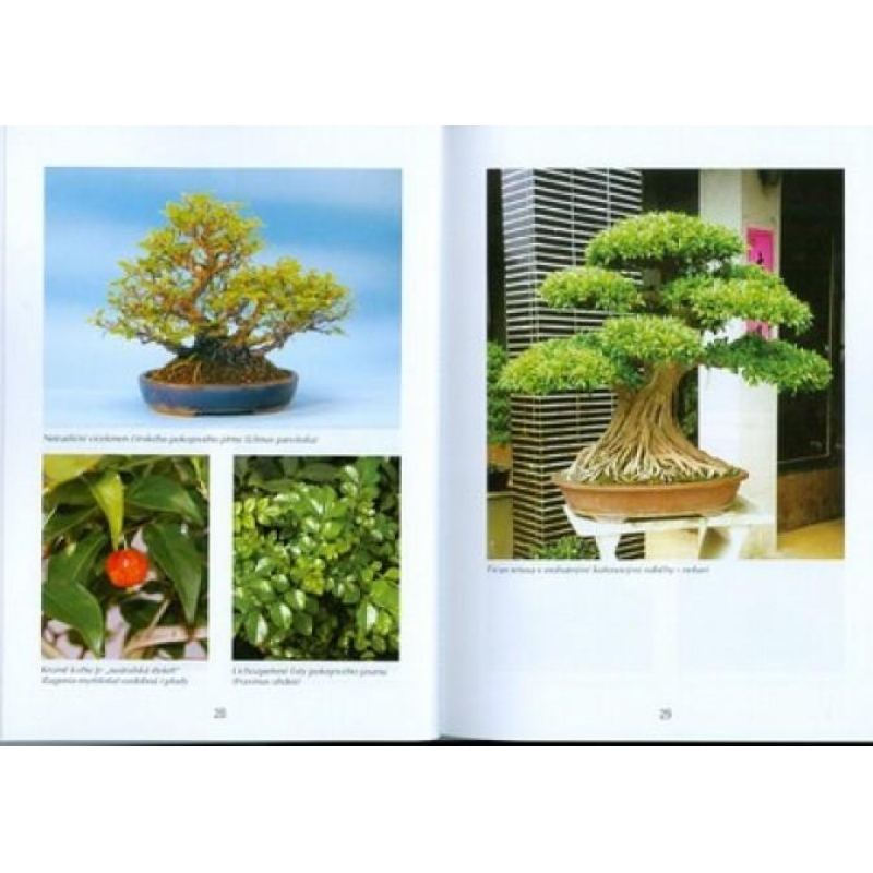 Bonsai e giardini non solo in Giappone