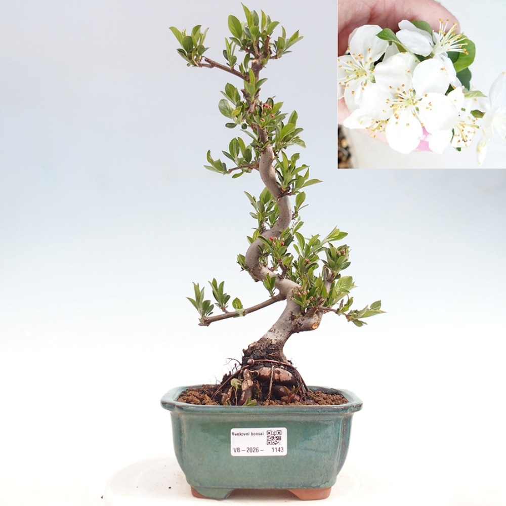 Bonsai da esterno - Malus sargentii - Melo a frutto piccolo