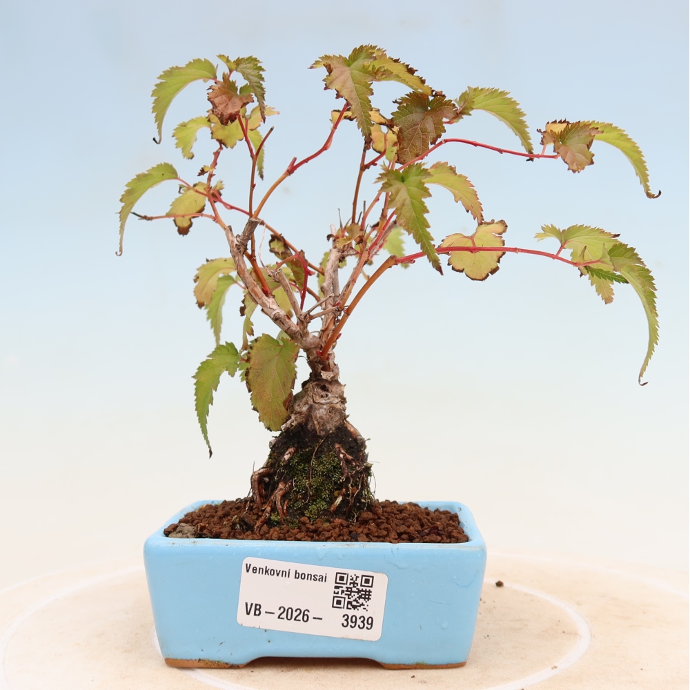 Bonsai da esterno - Stephanandra incisa - Stephanandra incisa