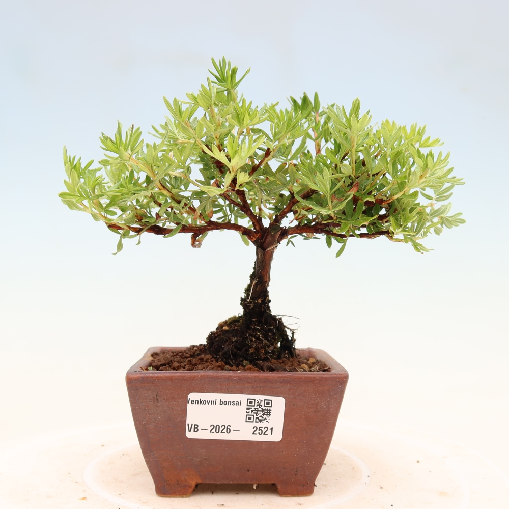 Bonsai da esterno - Potentila fruticosa