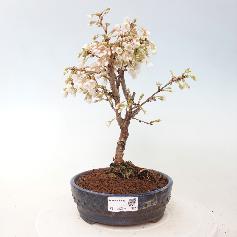Bonsai da esterno - Prunus incisa Kojou-no mai-Plivon ritagliato