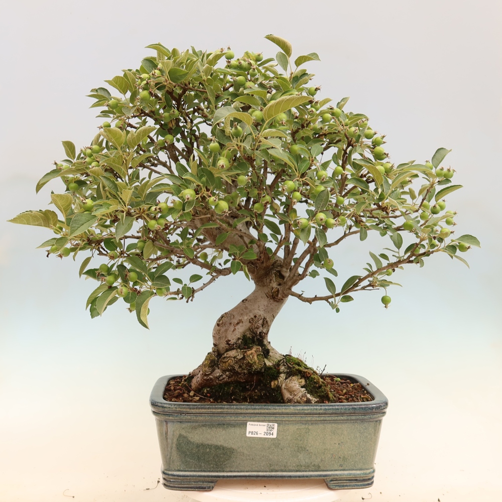Bonsai da esterno -Malus halliana - Melo a frutto piccolo