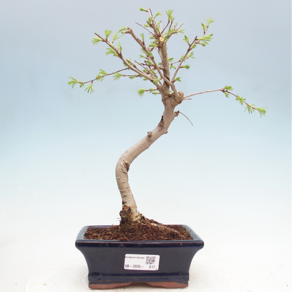 Bonsai da esterno -Pseudolarix amabis-Pseudolarix amabis