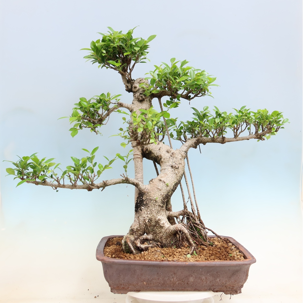 Camera bonsai - Ficus kimmen - ficus a foglie piccole