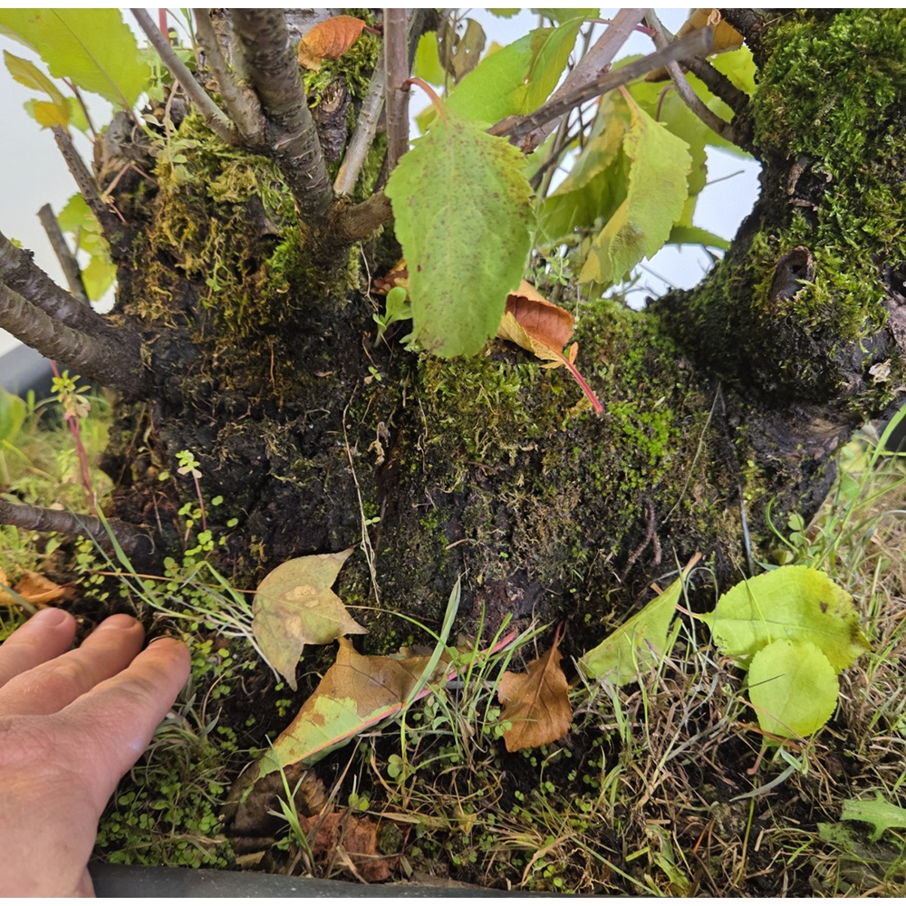Bonsai da esterno Ciliegio - Prunus aviata
