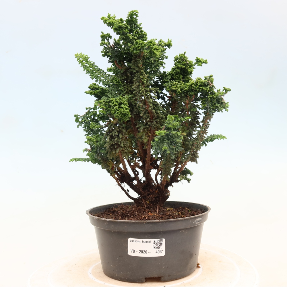 Bonsai da esterno - Cham. obtusa SEKKA HINOKI - Cipresso