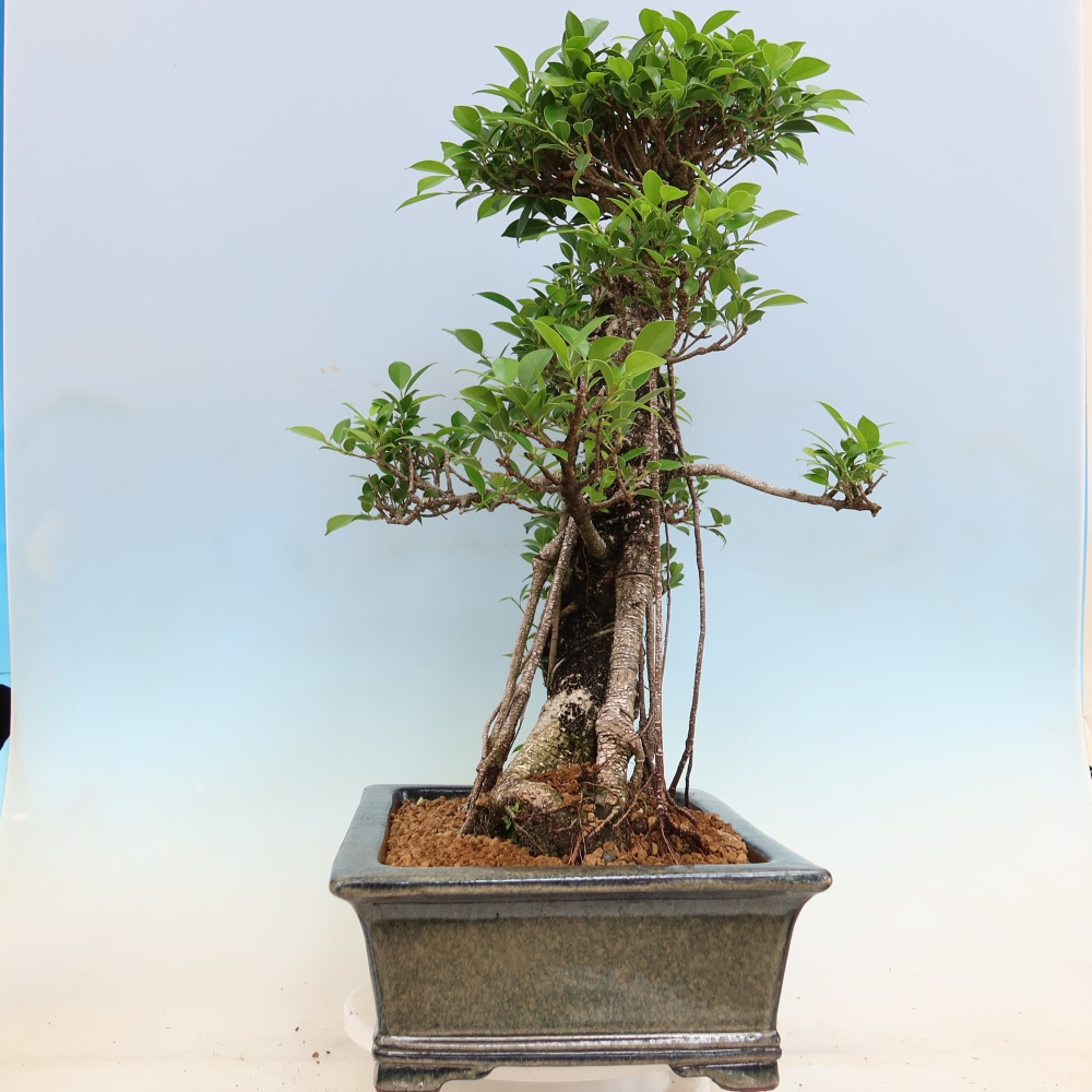 Camera bonsai - Ficus kimmen - ficus a foglie piccole