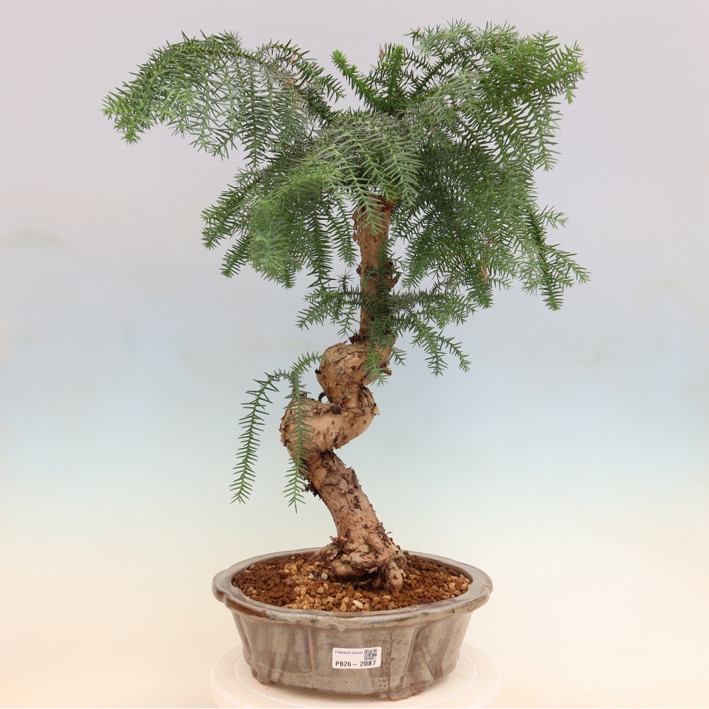 Bonsai da camera - Araucaria - Abete da camera