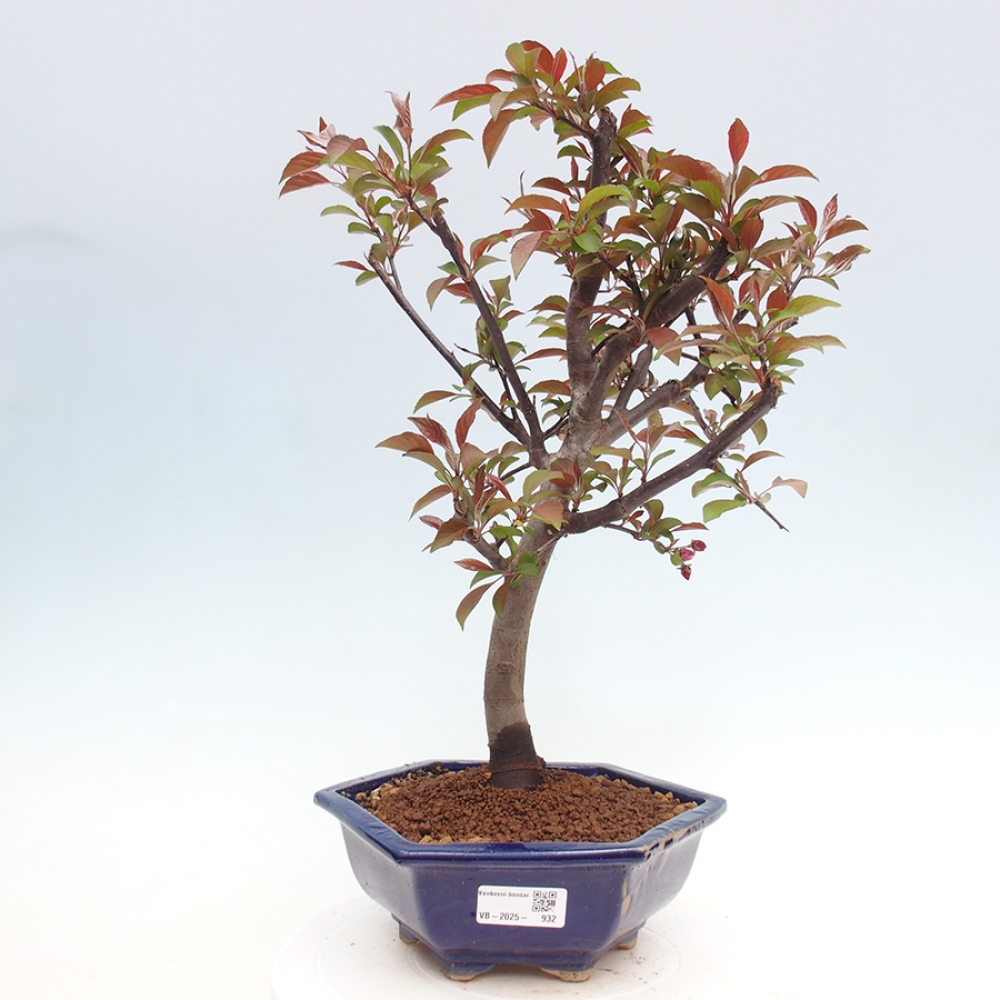 Bonsai da esterno -Malus domestica - Melo a piccoli frutti a foglie rosse