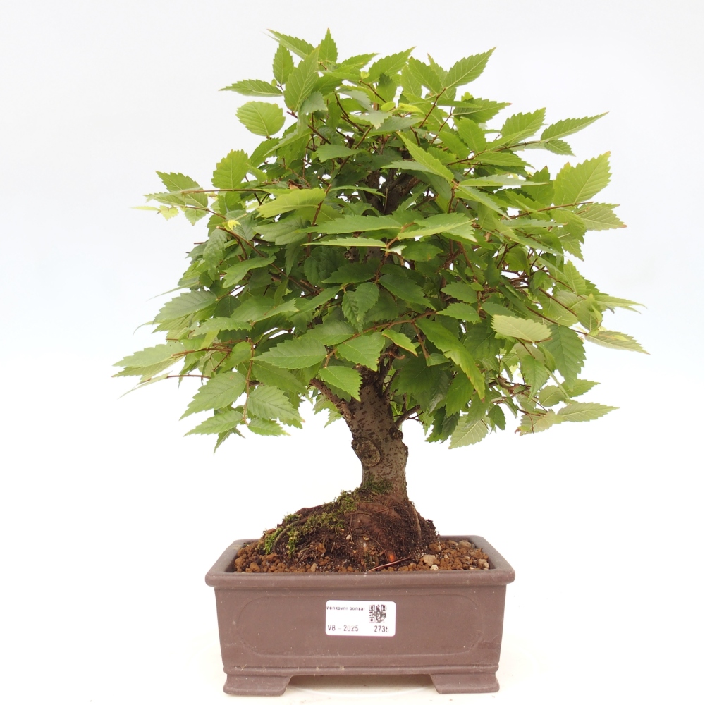 Bonsai da esterno - Zelkova - Zelkova NIRE