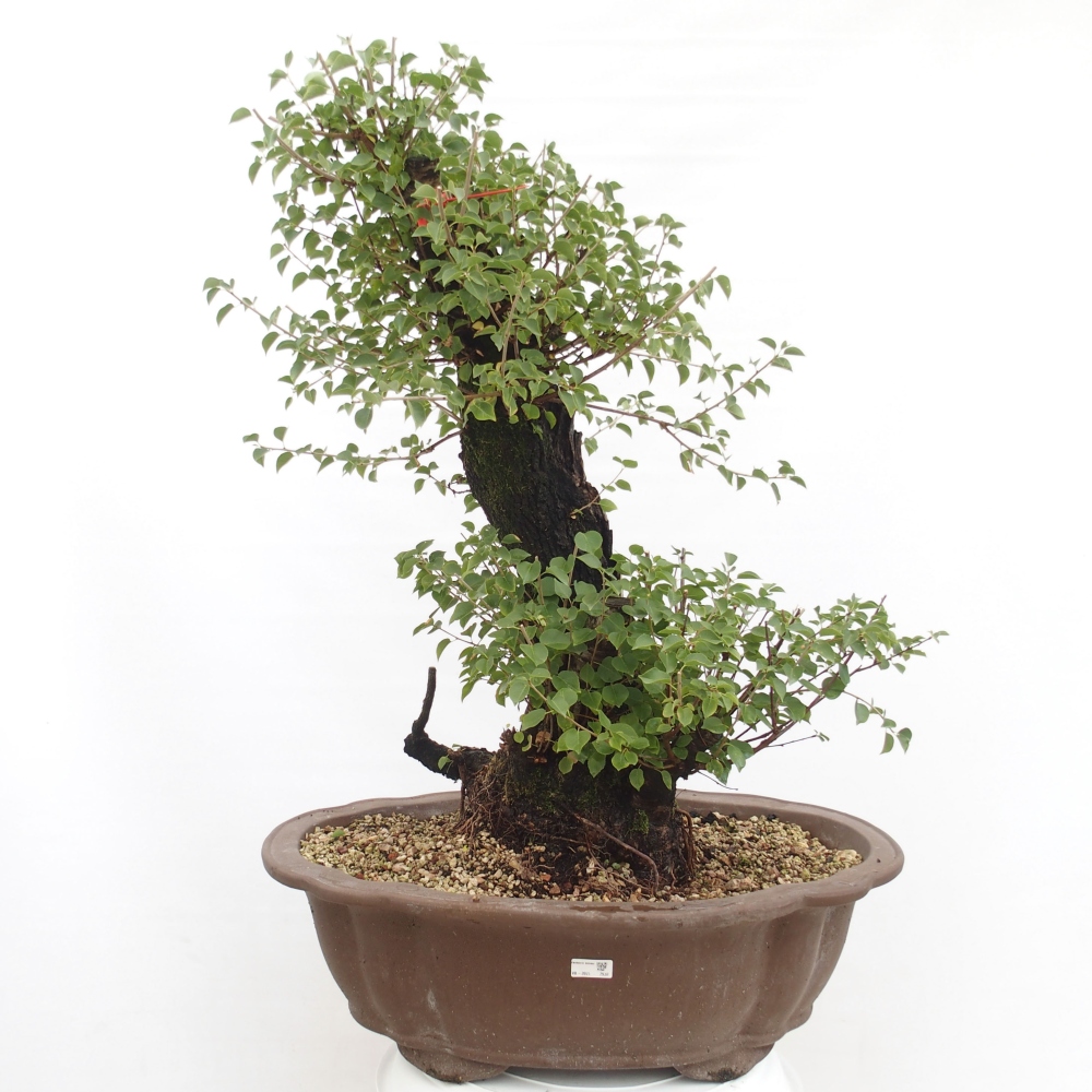 Bonsai da esterno - Mahalebka - Prunus mahaleb
